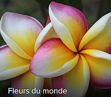 Fleurs du monde