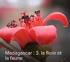 Flore & faune de Madagascar
